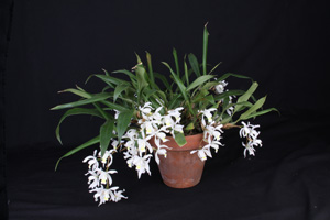 Coel. huettneriana Snow Dragon CHM 84